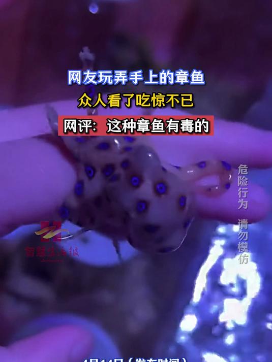 网友玩弄手上的章鱼,众人看了吃惊不已,网评:这种章鱼有毒的
