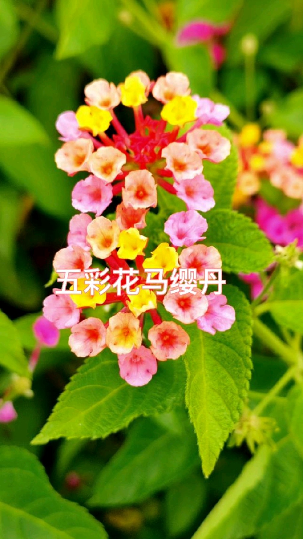 路边的马缨丹,开着五彩缤纷的花儿,全株有毒,是有危害外来入侵植物