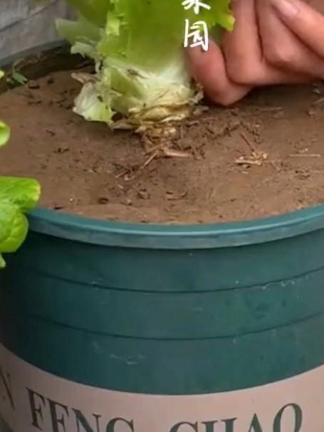 「紫色意大利生菜种」花青素强化品种 阳台观赏食用两用菜