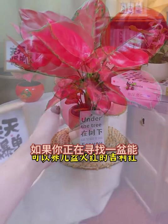 办公室绿植总黄叶?吉利红盆栽净化空气,事业腾飞旺财位