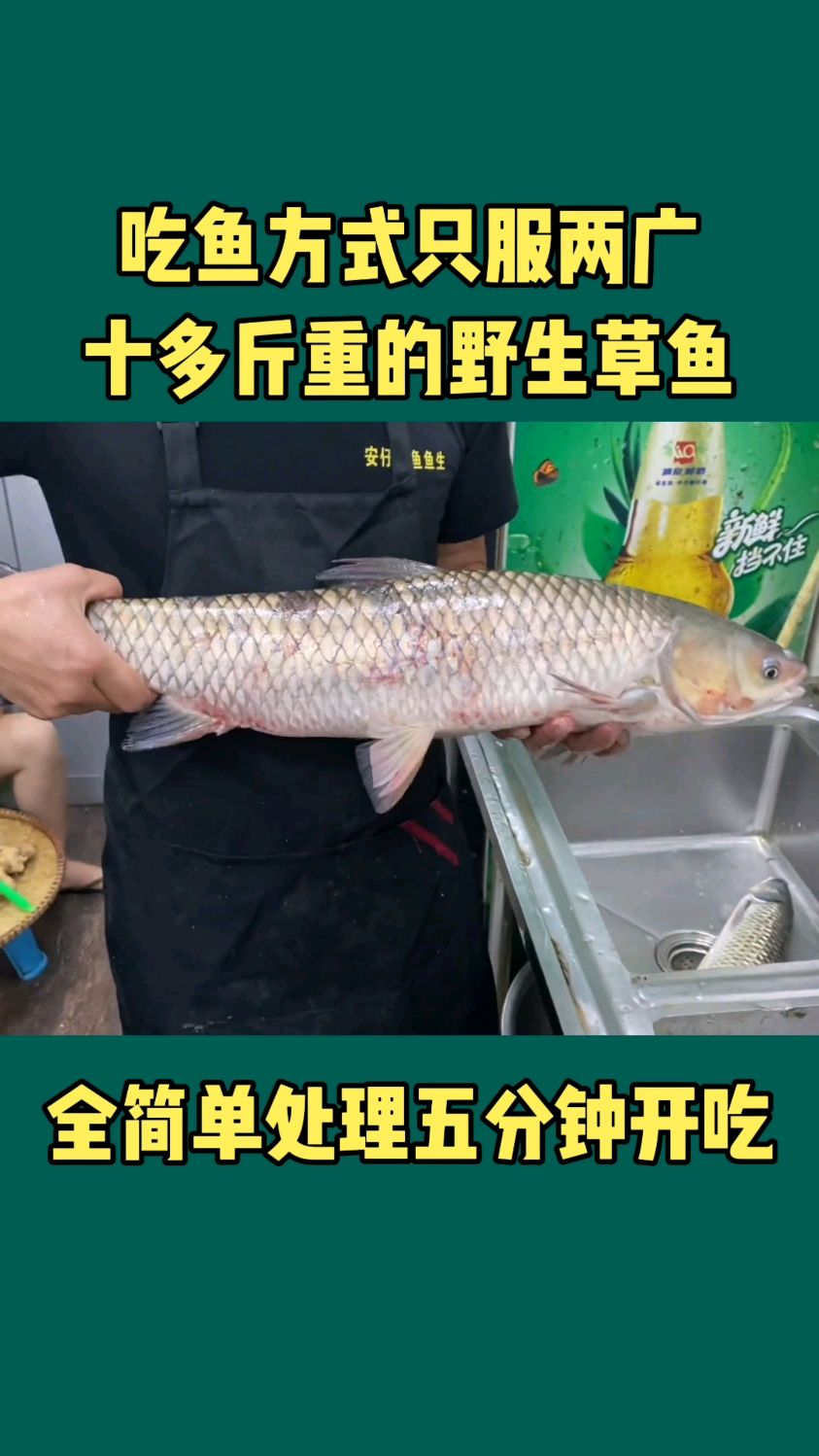 吃鱼方式只服两广,十多斤重的野生草鱼,全简单处理五分钟开吃
