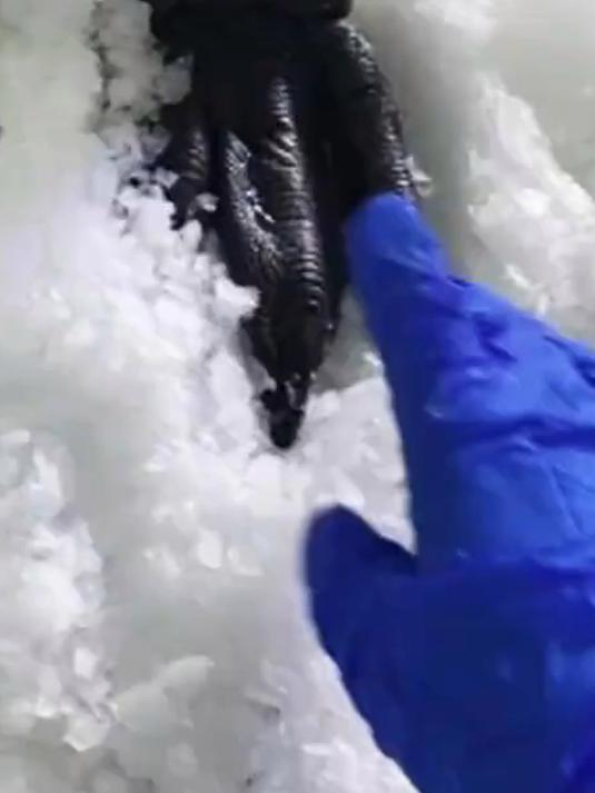 第一次近距离看企鹅脚丫子,手感确实不错,企鹅:你礼貌吗?