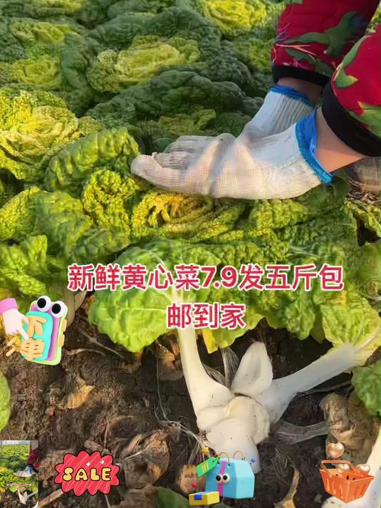 快来看看我家的黄心菜