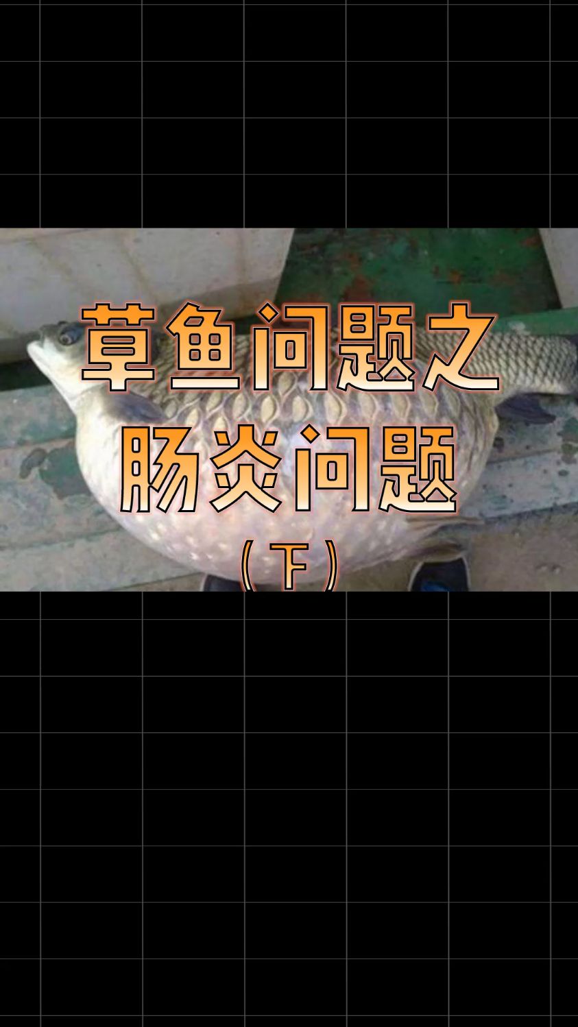 草鱼疾病之细菌性肠炎病