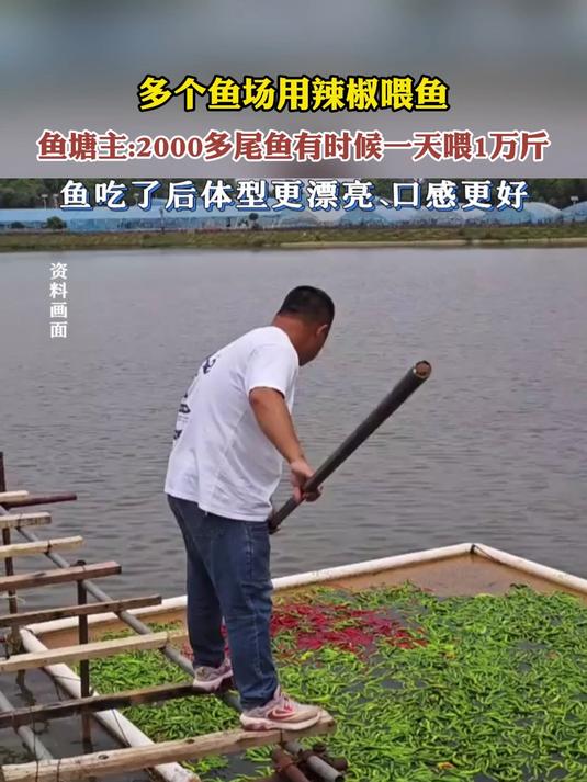 多个鱼场用辣椒喂鱼，鱼塘主：2000多尾鱼有时候一天喂1万斤