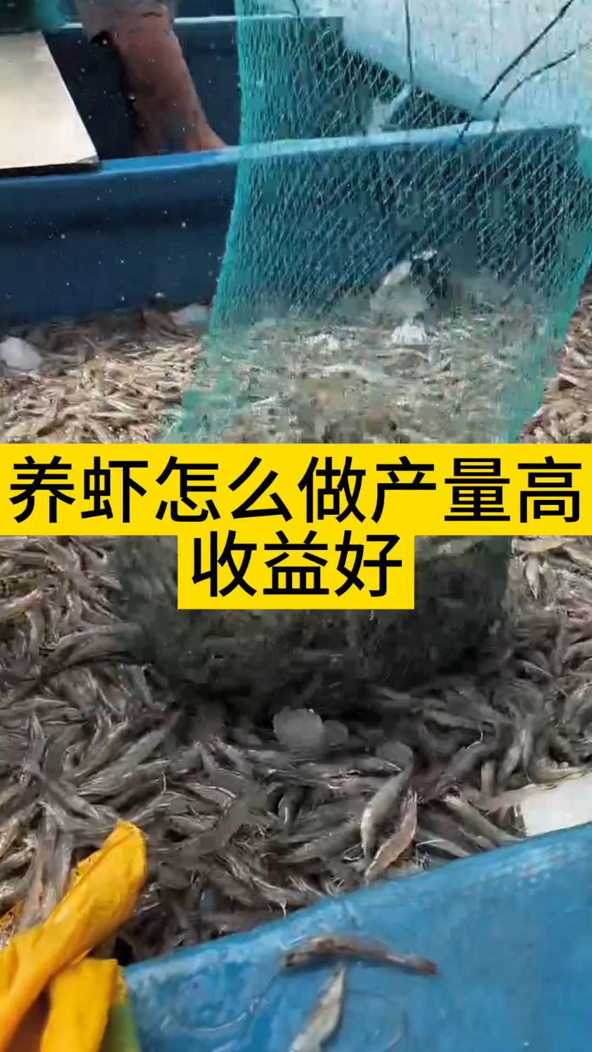 养虾怎么做产量高,收益好