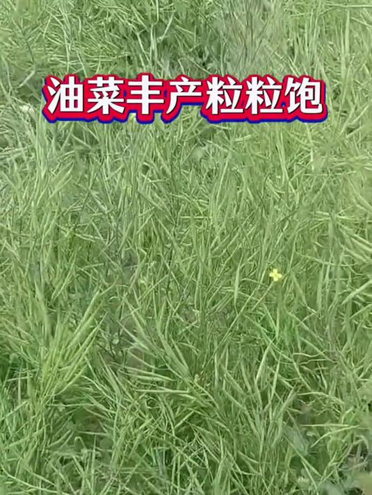 油菜生长的苗期,抽薹期,花期,结荚期需要的营养都不一样