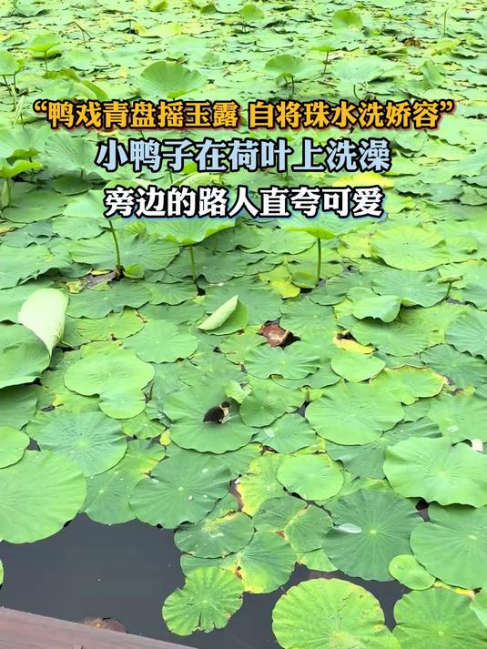 小鸭子在荷叶上洗澡，旁边的路人自夸可爱
