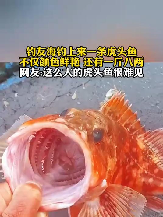 钓友海钓上来一条虎头鱼不仅颜色鲜艳 还有一斤八两