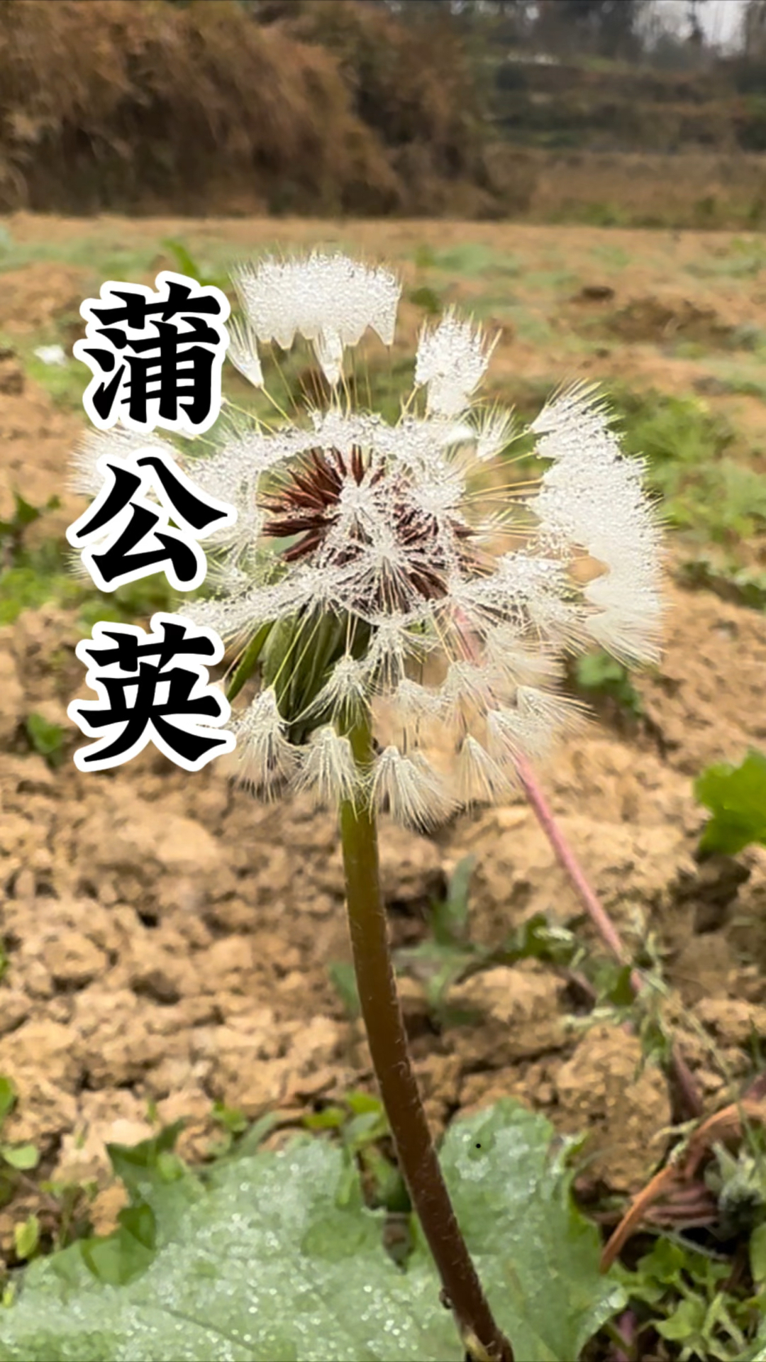 蒲公英,我们叫它婆婆丁,你们家乡有吗?你们叫它什么呢?秋冬季节是挖蒲公英的好时节