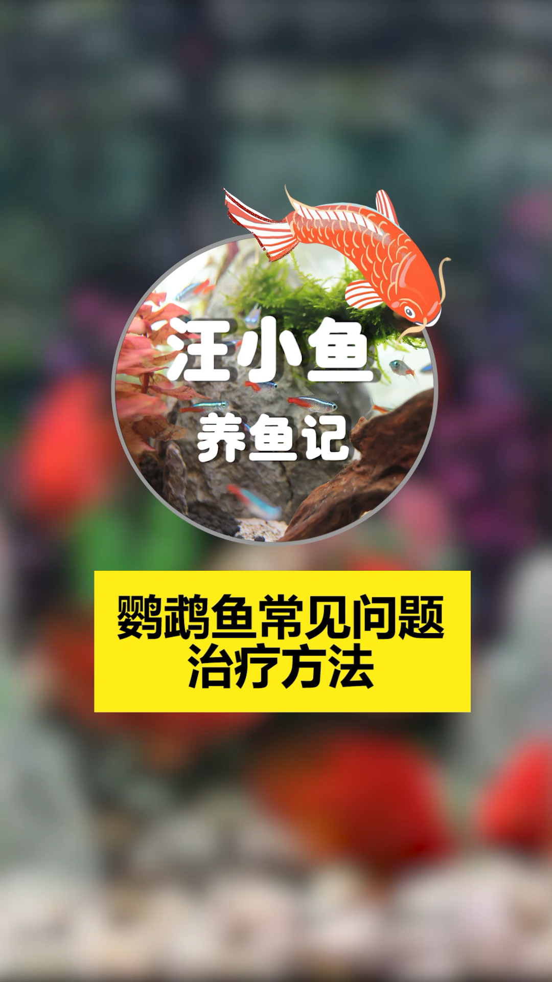汪小鱼养鱼记——鹦鹉鱼生病的治疗方法