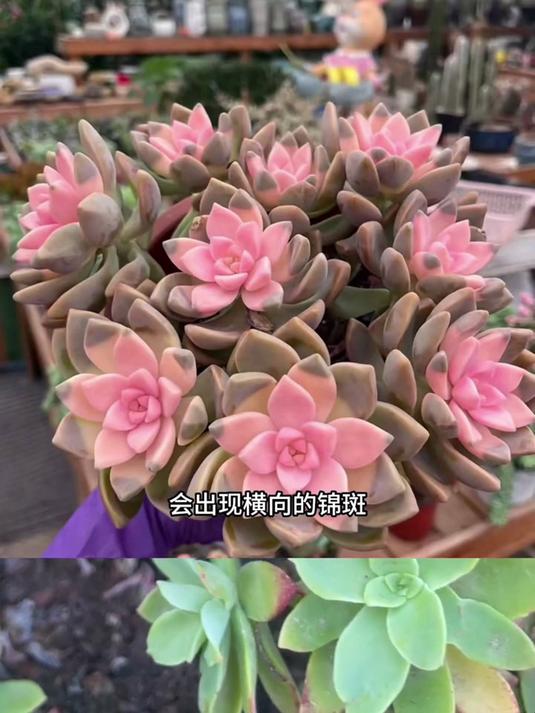 多肉自然锦和药锦的区别