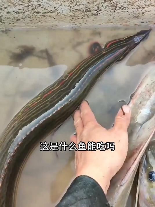 这是什么鱼？