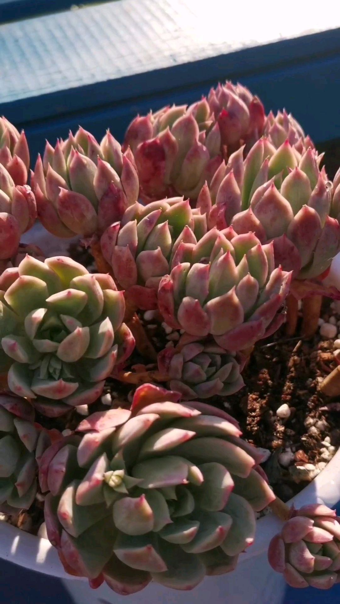 云南多肉植物火焰杯又名蓝安娜种植方法
