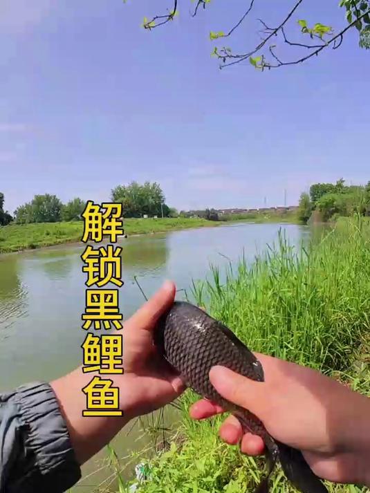 小野河钓到黑鲤鱼,惊不惊喜意不意外