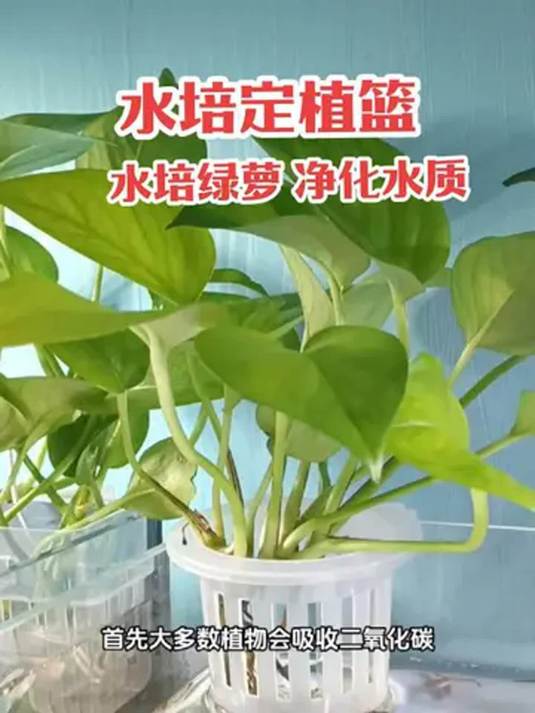 新手养鱼必知:鱼缸水培绿萝,美观还能净水