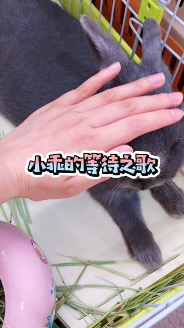兔子  写给所有白天等待主人回家的兔兔们  王泡芙#侏儒兔#