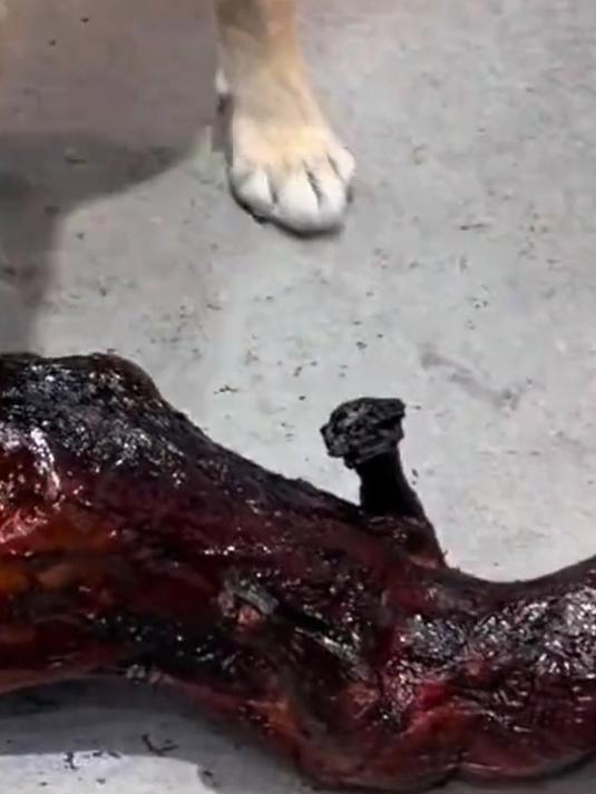 男子把一只烤糊的烤鸭给了狗狗吃,一整只鸭 它就只把鸭屁股吃了