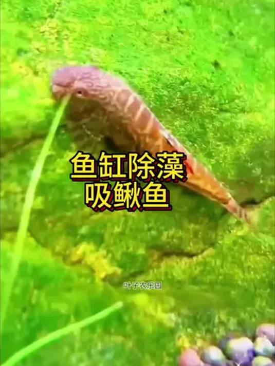 小型冷水观赏鱼麦氏吸鳅 特价活体 除藻清缸过寒冬