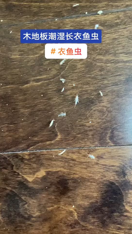 衣鱼虫如何预防消杀