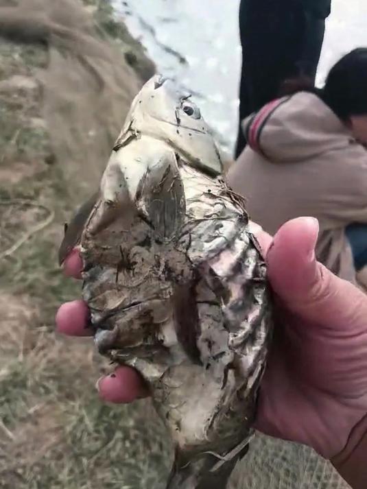 肚子空空的,这是什么鱼?