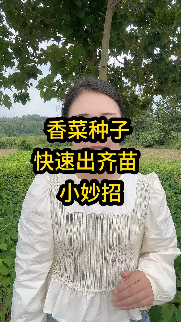 香菜种子快速出齐苗