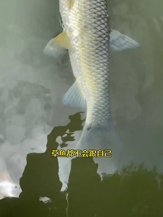 野钓草鱼，你空军过吗，是不是方法没用对