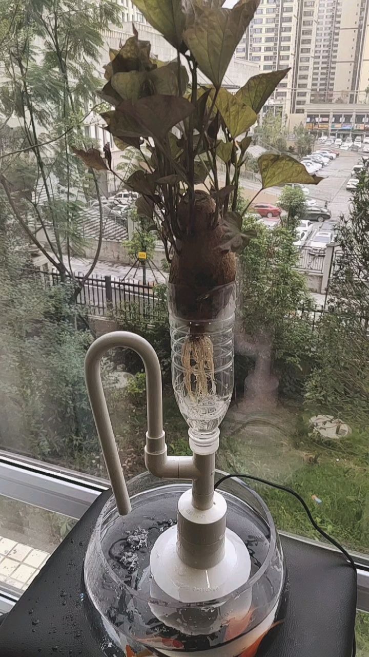 鱼菜共生原理就这么简单,潮汐循环保证了鱼,菜以及微生物的生长条件