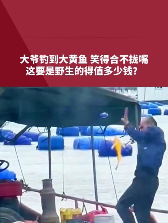 大爷钓到大黄鱼 笑得合不拢嘴，这要是野生的得值多少钱？
