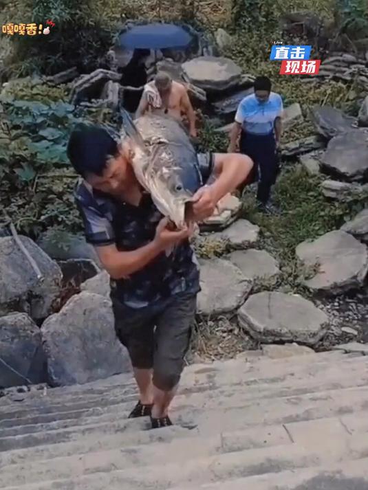 非常好用的二合一鱼肚刀刮鱼鳞开鱼肚轻松省力非常实用！