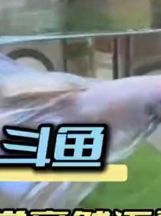 斗鱼睡觉竟然真的需要床？