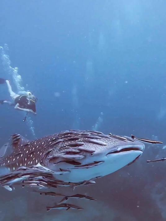 为什么鱼游到鲨鱼嘴巴里了它都不吃呢？鱼 吸盘鱼 动物科普