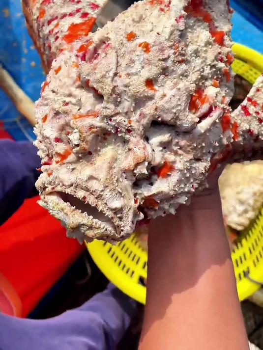 科普15种不同品种的鱼，你认识几种？