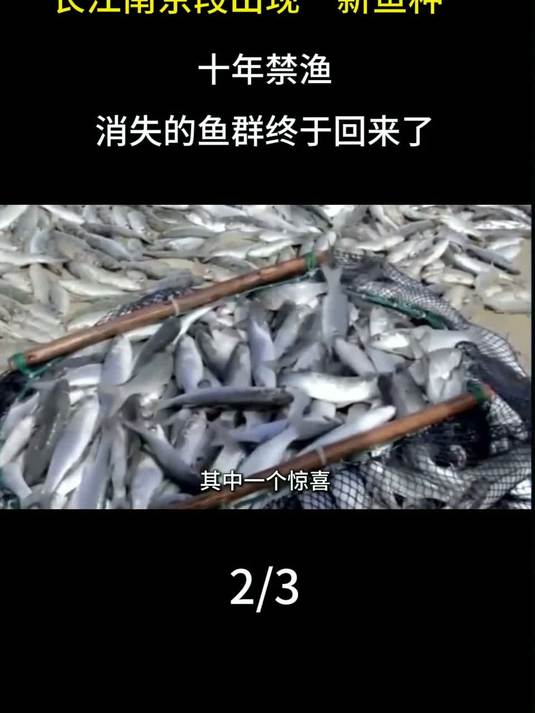 长江南京段出现“新鱼种”，十年禁渔，消失的鱼群终于回来了！#长江 #鱼群 #科普 #生物科