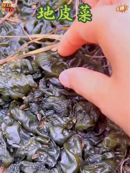 被低估的养生菜！地衣菜到底藏着多少营养？