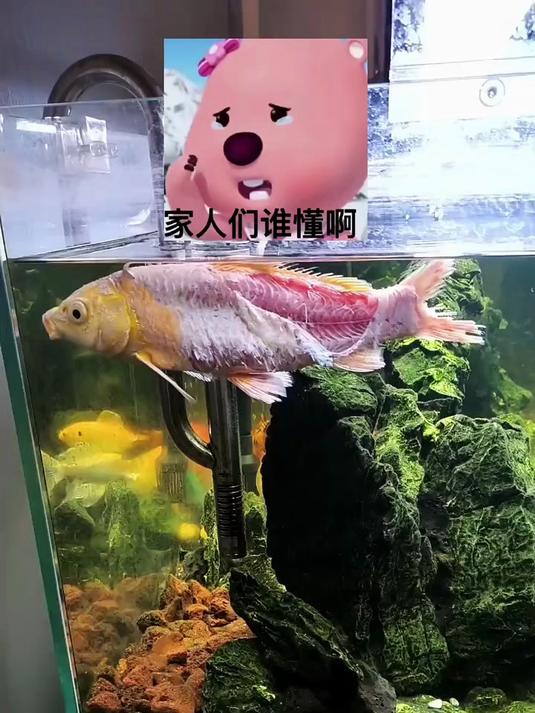 这鱼是怎么啦