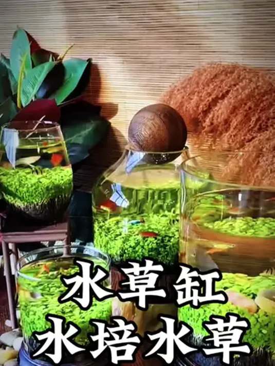 用水草种子和瓶子,轻松打造生态鱼缸养小鱼