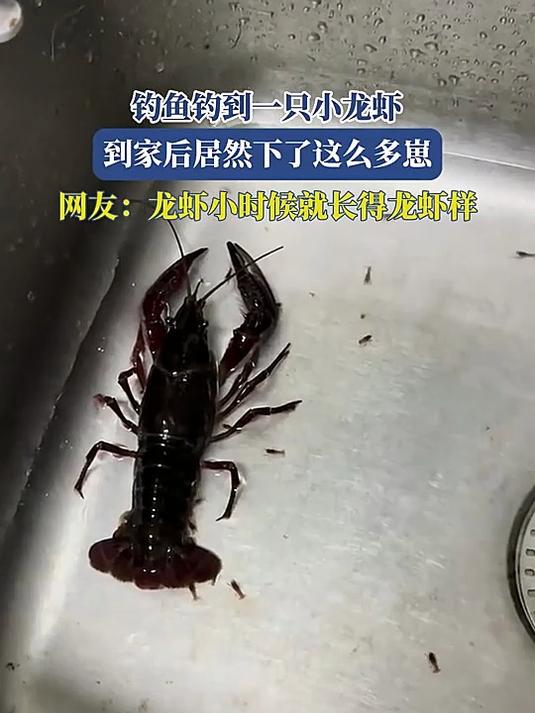 钓鱼钓到一只小龙虾,到家后居然下了这么多崽