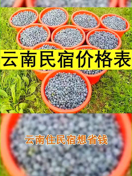 云南民宿价格表 三农 种植 种子 市场价格