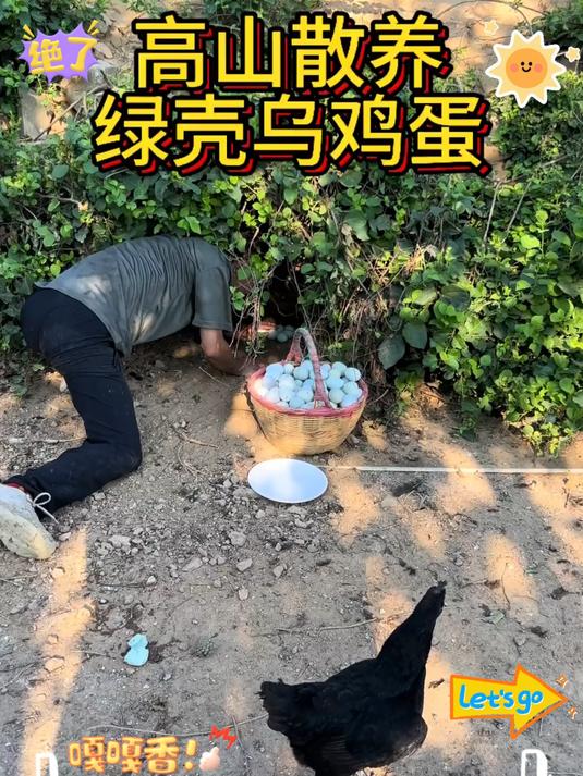 给大家科普一下乌鸡蛋！口感和普通鸡蛋不一样！
