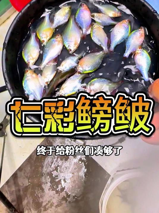 抓满30只七彩鳑鲏送粉丝，掉入水里透心凉，给粉丝当牛马的一天