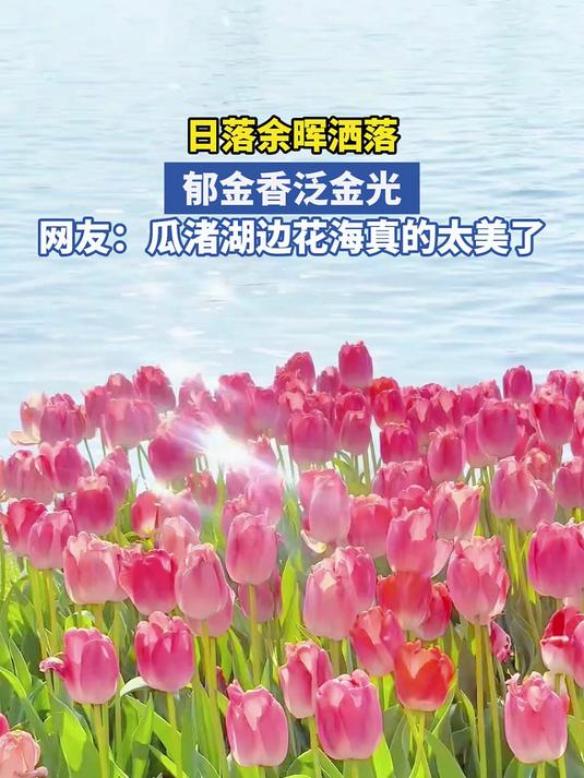 日落余晖洒落 郁金香泛金光 网友：瓜渚湖边花海真的太美了#花满春城我代言#