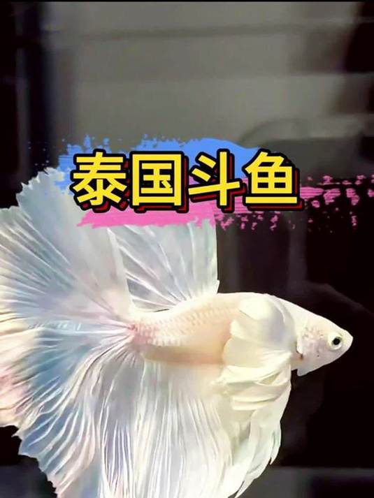 矿泉水瓶小碗就能养?泰国斗鱼繁殖秘籍在此!