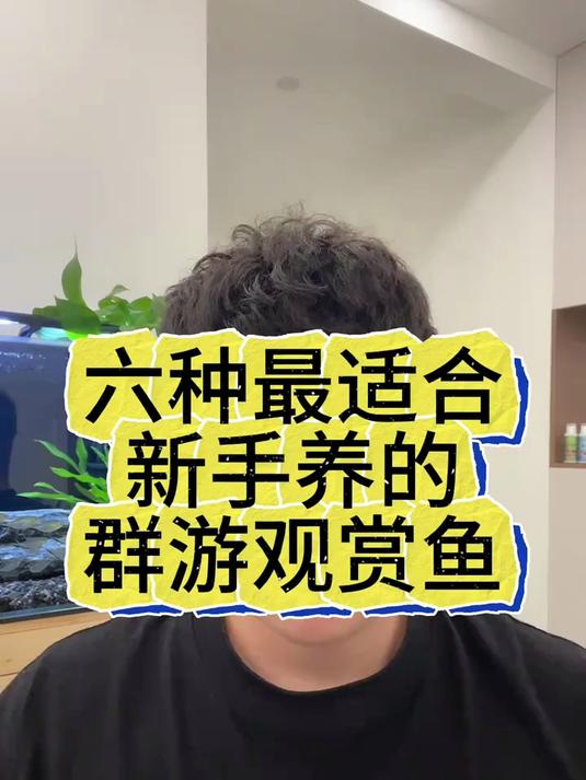 六种最适合新手养的群游观赏鱼