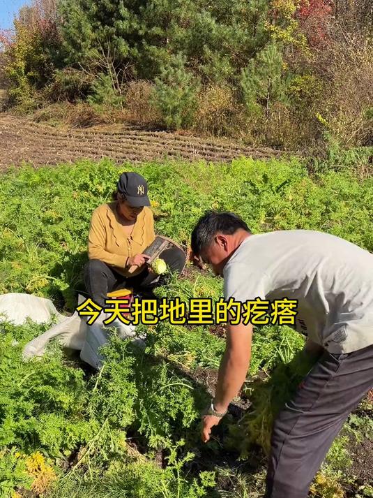 今天腌芥菜疙瘩咸菜，再储存一些萝卜留着冬天吃