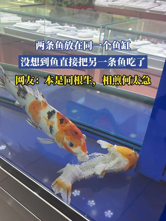 两条鱼放在同一个鱼缸，没想到鱼直接把另一条鱼吃了