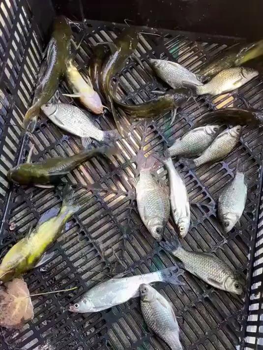钓到鱼画过再吃 像不像?泗洪湿地景美资源好!#优质视频激励计划#