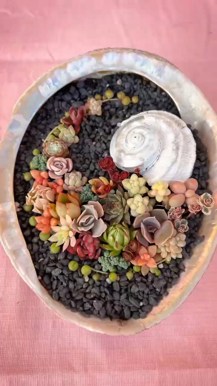 贝壳种多肉植物,特色十足