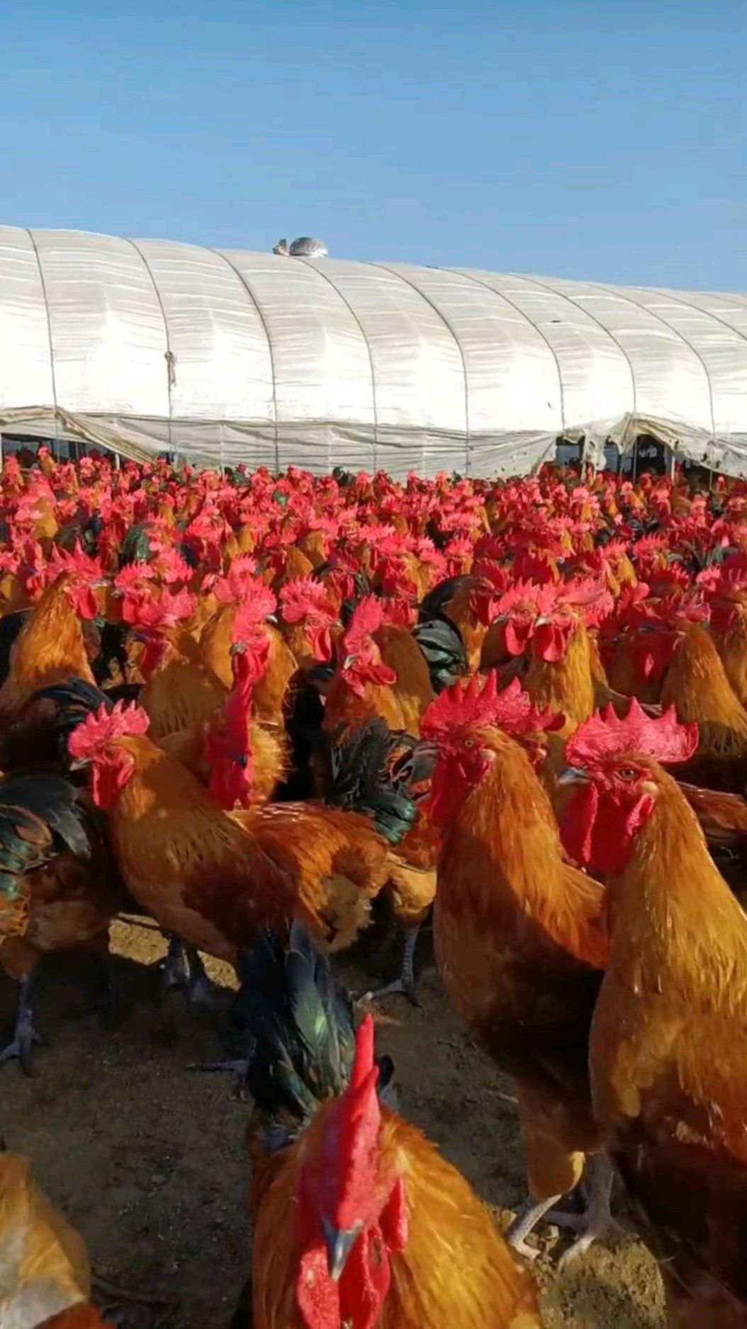 全是大公鸡,红红的鸡冠子就像花朵,真漂亮!