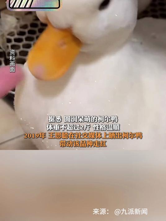 曾经身价上万的柯尔鸭跌至几百元,繁殖快产量高销量不涨被迫降价
